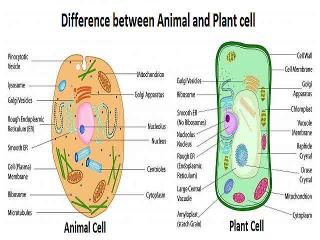 Difference between Animal and Plant Cells